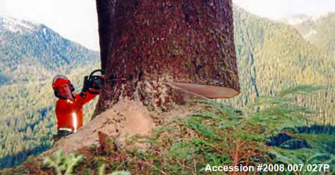 History of Logging