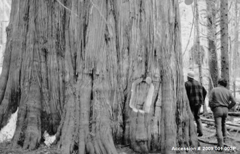 History of Logging