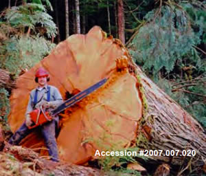 History of Logging