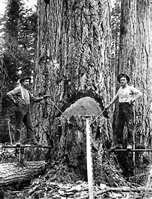 History of Logging